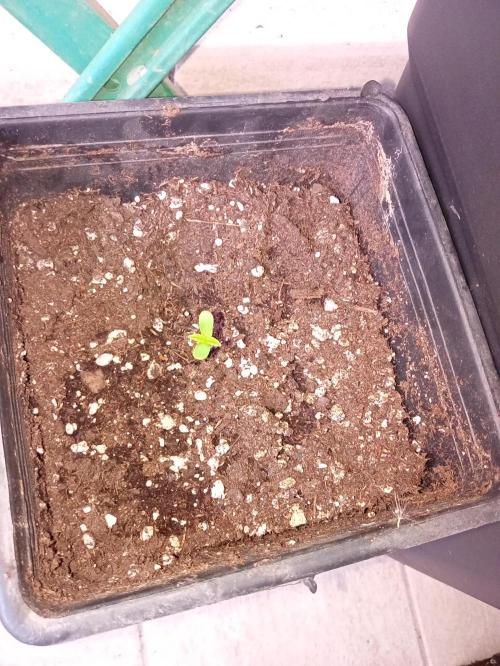 Light-Mix. Week 1