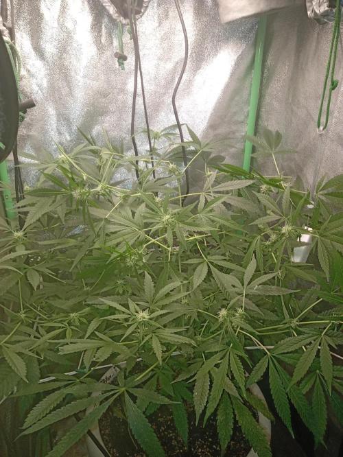 N13 kush by sensi seeds. Week 11