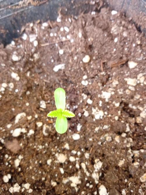 (Lemon mandarine) Poor Summer extra part. Week 1