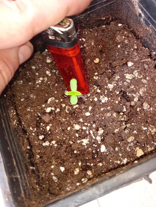 (Lemon mandarine) Poor Summer extra part. Week 1