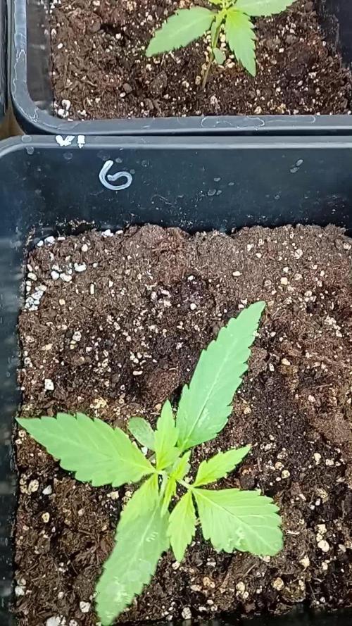 (afghan kush auto) poor Summer part 1