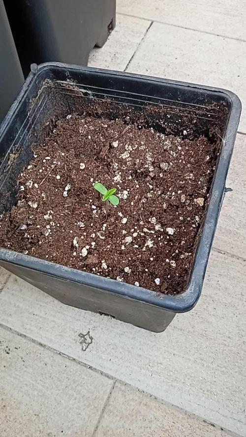 (Lemon mandarine) Poor Summer extra part
