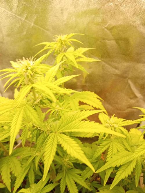 Old glory&lowcost,auto critical buddha. Week 6