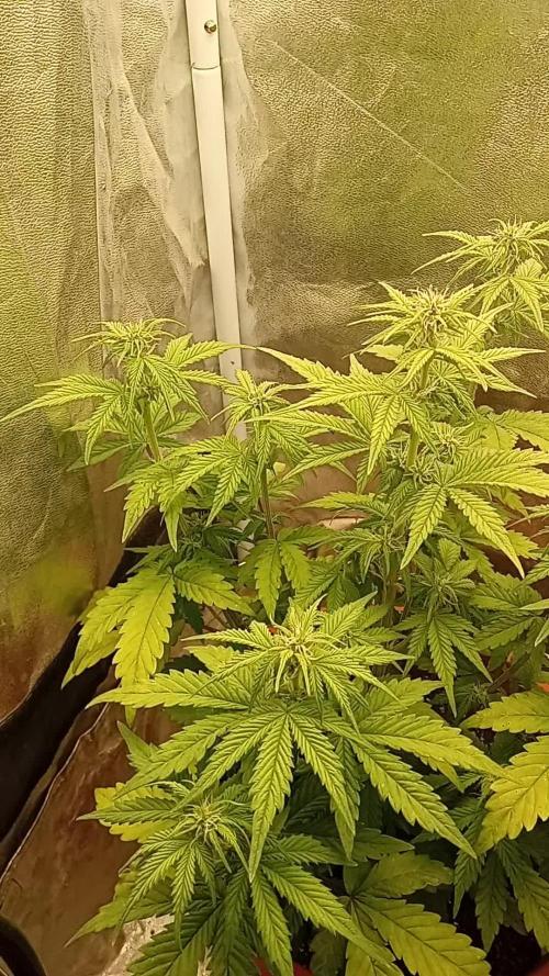 Old glory&lowcost,auto critical buddha