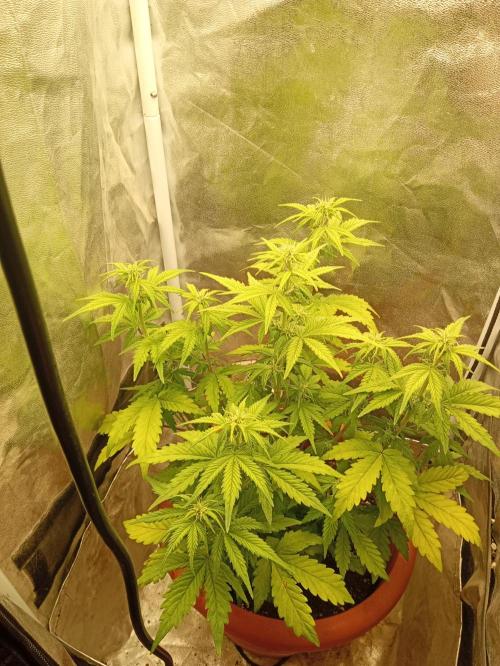 Old glory&lowcost,auto critical buddha. Week 6