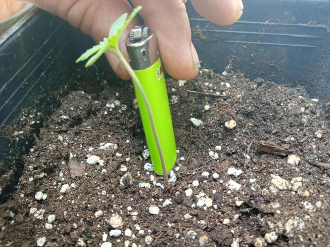 (Lemon mandarine) Poor Summer extra part. Week 1
