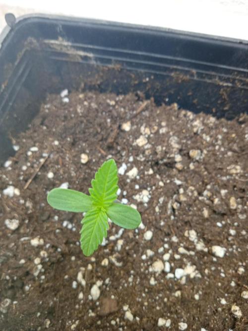 (Lemon mandarine) Poor Summer extra part. Week 1