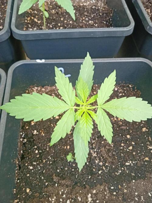 (afghan kush auto) poor Summer part 1. Week 2 - Number 2