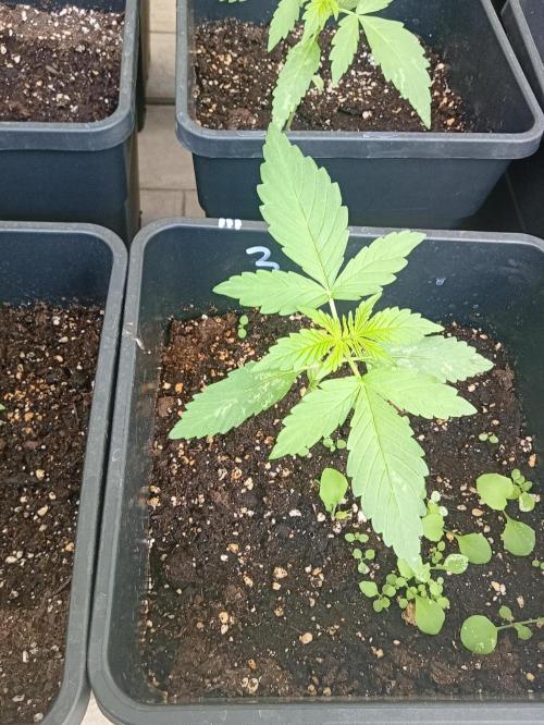 (afghan kush auto) poor Summer part 1. Week 2 - Number 3