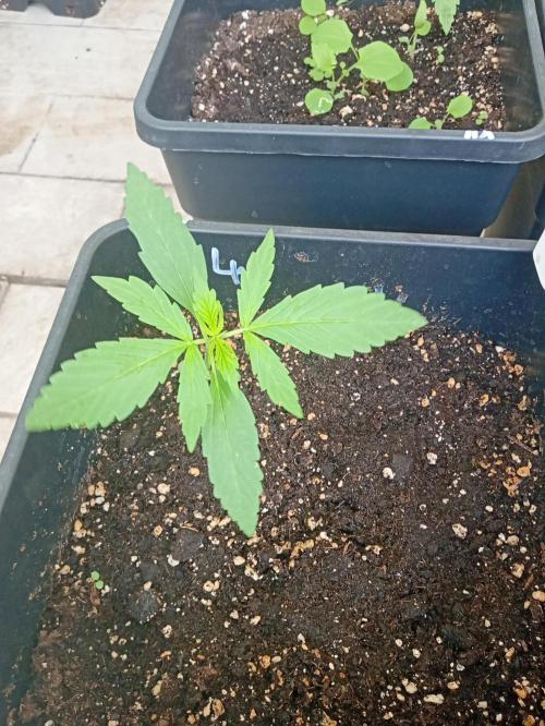 (afghan kush auto) poor Summer part 1. Week 2 - Number 4