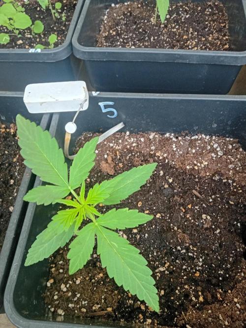 (afghan kush auto) poor Summer part 1. Week 2 - Number 5