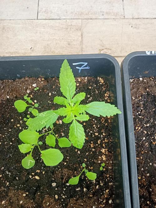(afghan kush auto) poor Summer part 1. Week 2 - Number 7