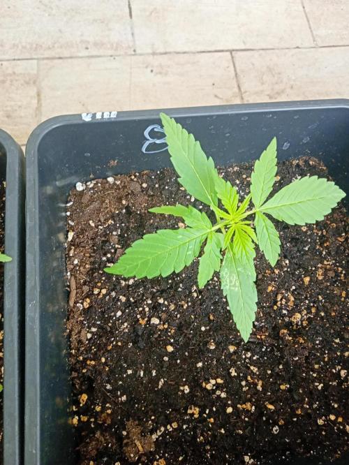 (afghan kush auto) poor Summer part 1. Week 2 - Number 8