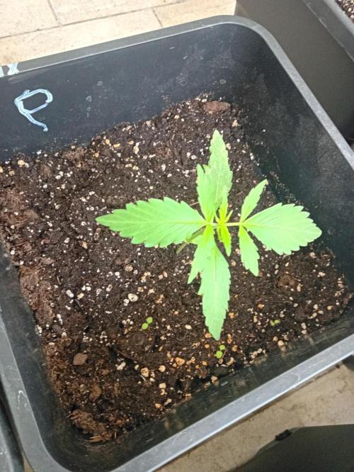 (afghan kush auto) poor Summer part 1. Week 2 - Number 9