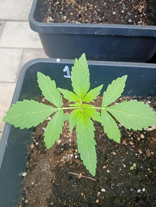 (afghan kush auto) poor Summer part 1. Week 2 - Number 1