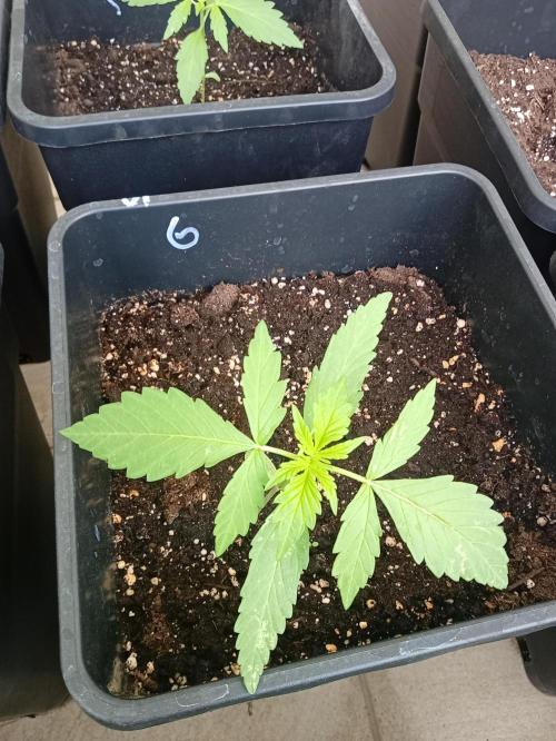 (afghan kush auto) poor Summer part 1. Week 2 - Number 6