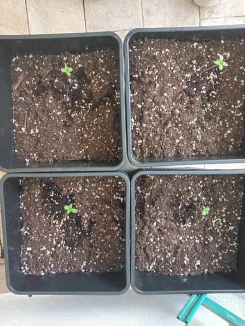 (🍌purple punch RF3) Poor Summer part2. Week 1