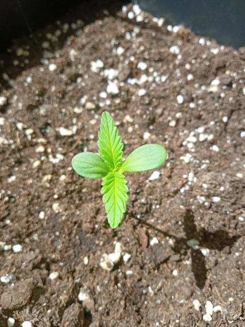 (🍌purple punch RF3) Poor Summer part2. Week 1