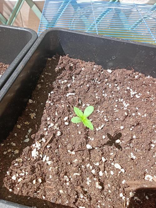(🍌purple punch RF3) Poor Summer part2. Week 1
