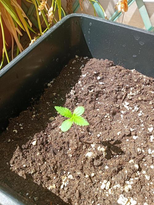 (🍌purple punch RF3) Poor Summer part2. Week 1