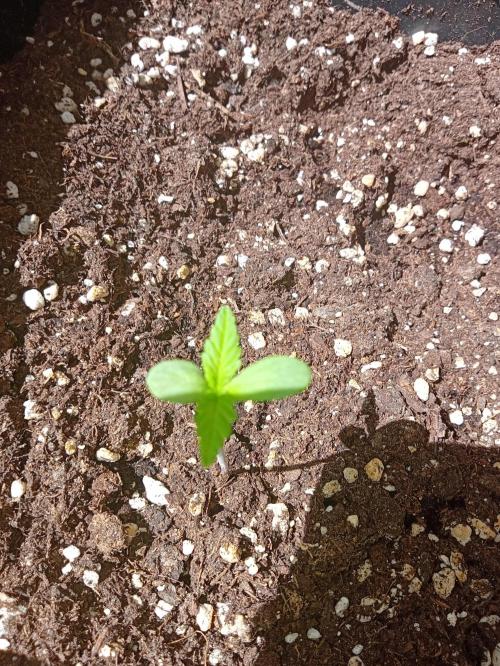 (🍌purple punch RF3) Poor Summer part2. Week 1