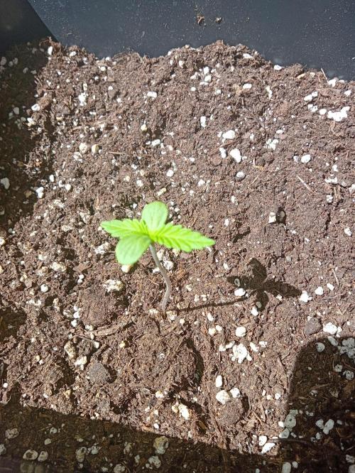(🍌purple punch RF3) Poor Summer part2. Week 1