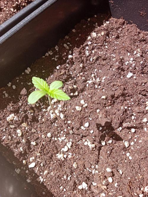 (🍌purple punch RF3) Poor Summer part2. Week 1