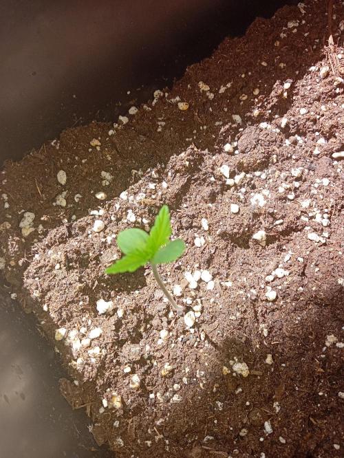 (🍌purple punch RF3) Poor Summer part2. Week 1