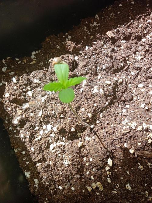 (🍌purple punch RF3) Poor Summer part2. Week 1