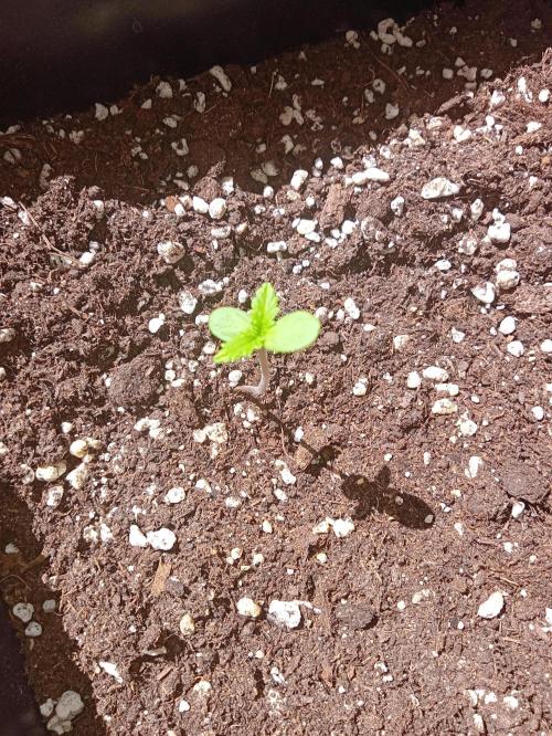(🍌purple punch RF3) Poor Summer part2. Week 1