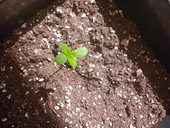 (🍌purple punch RF3) Poor Summer part2. Week 1