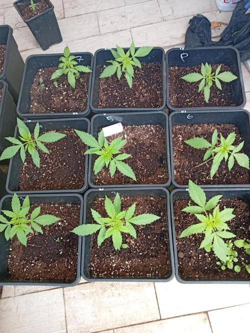 (afghan kush auto) poor Summer part 1. Week 2