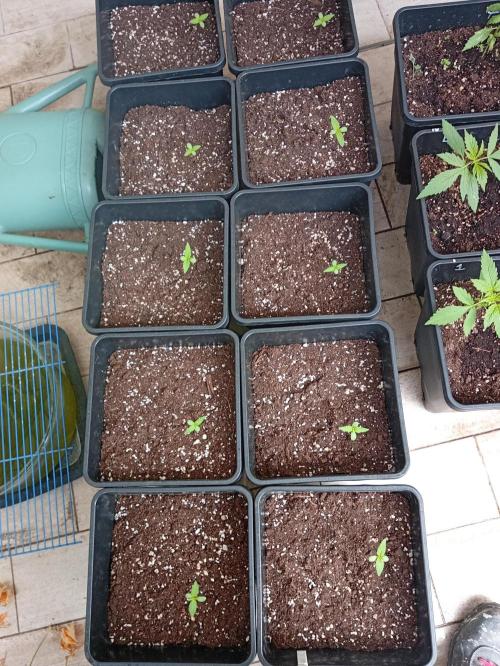 (🍌purple punch RF3) Poor Summer part2. Week 1