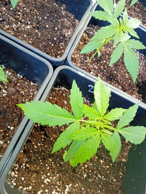 (afghan kush auto) poor Summer part 1. Week 2 - Number 2 before topping