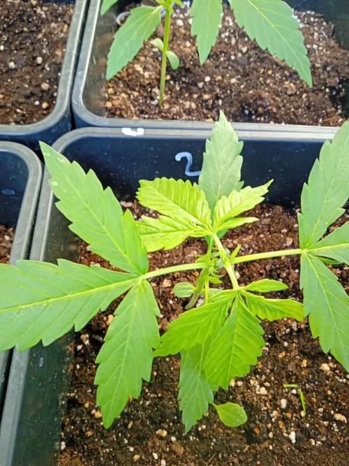(afghan kush auto) poor Summer part 1. Week 2 - Number 2 After topping