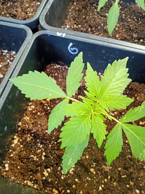 (afghan kush auto) poor Summer part 1. Week 2 - Number 6 before topping