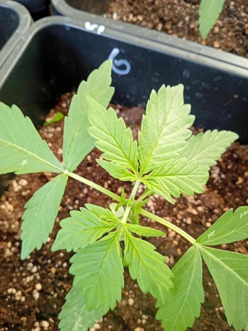 (afghan kush auto) poor Summer part 1. Week 2 - Numeber 6 After topping