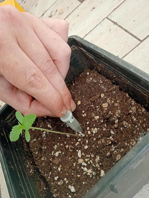 (Lemon mandarine) Poor Summer extra part. Week 1 - In confronto of effer tube