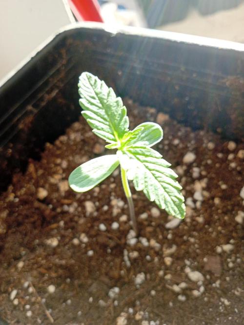 (Lemon mandarine) Poor Summer extra part. Week 1 - Kissed by the sum