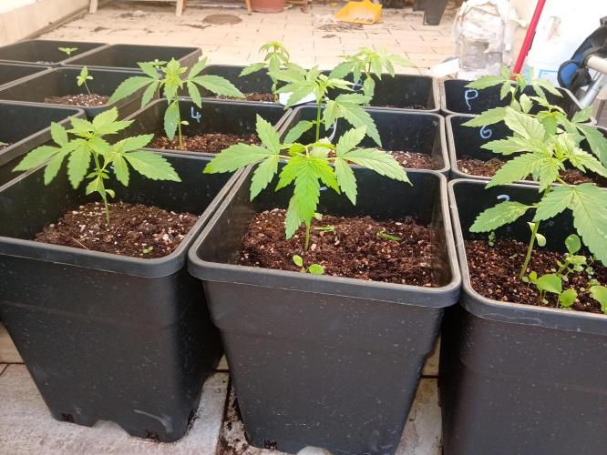 (afghan kush auto) poor Summer part 1. Week 2