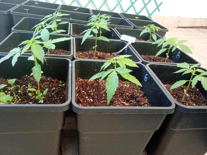 (afghan kush auto) poor Summer part 1. Week 2