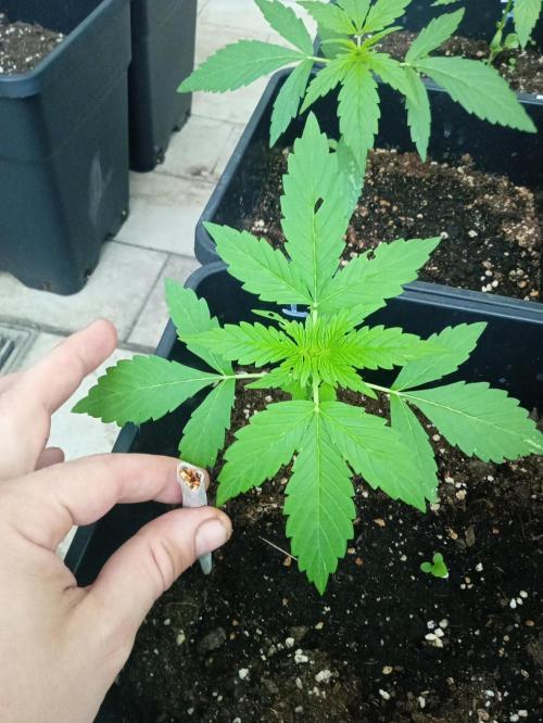 (afghan kush auto) poor Summer part 1. Week 3 - Number1