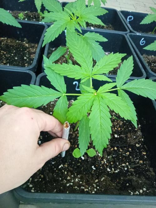 (afghan kush auto) poor Summer part 1. Week 3 - Number 2 2 days After top