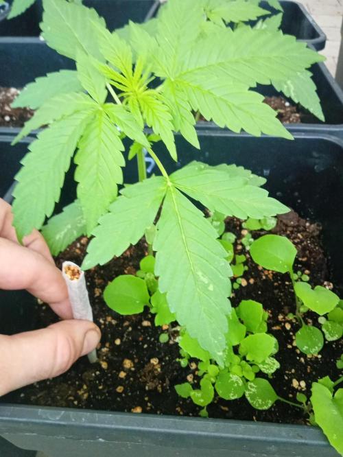 (afghan kush auto) poor Summer part 1. Week 3 - Number 3