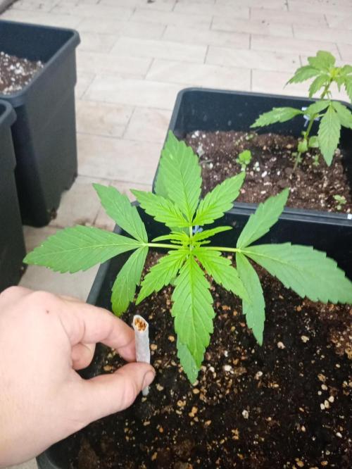 (afghan kush auto) poor Summer part 1. Week 3 - Number 4