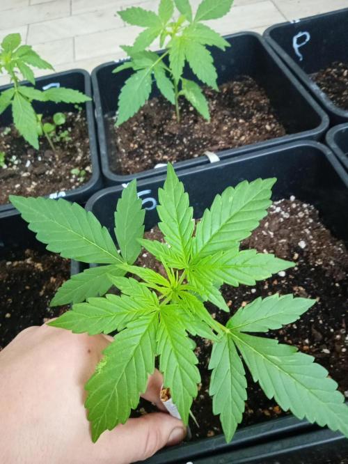 (afghan kush auto) poor Summer part 1. Week 3 - Number 5