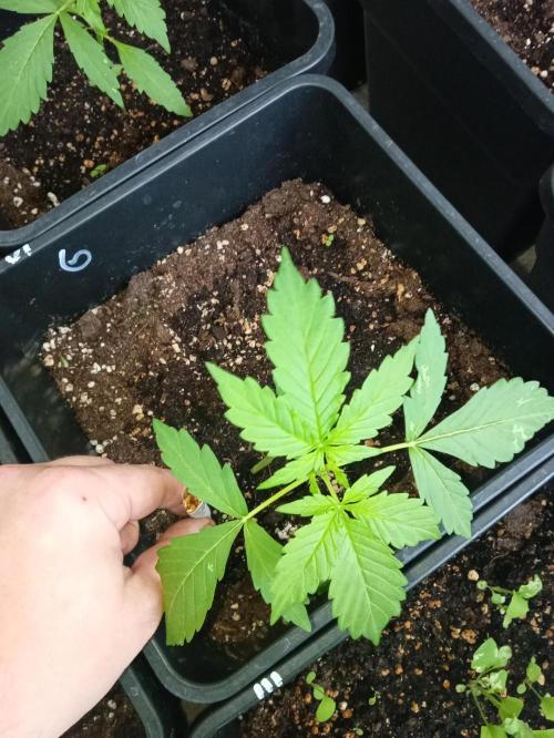 (afghan kush auto) poor Summer part 1. Week 3 - Number 6 two days After top