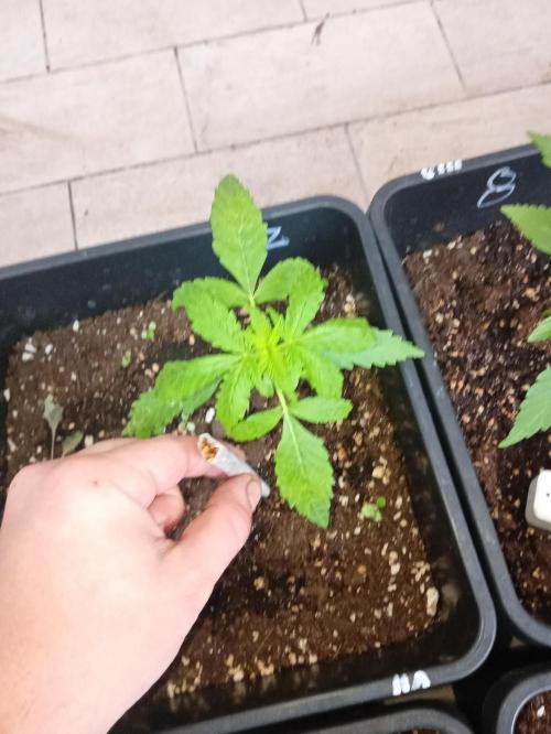 (afghan kush auto) poor Summer part 1. Week 3 - Number7