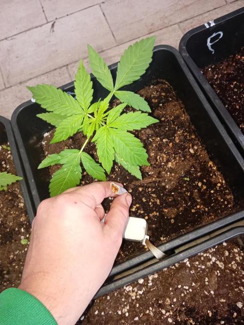 (afghan kush auto) poor Summer part 1. Week 3 - Number8