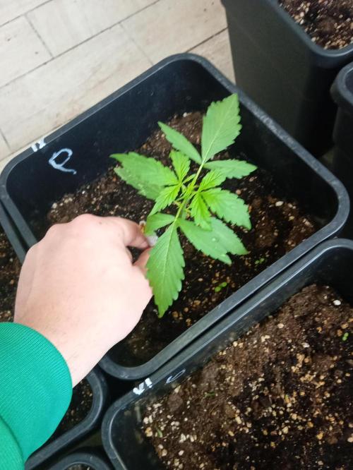 (afghan kush auto) poor Summer part 1. Week 3 - Number 9